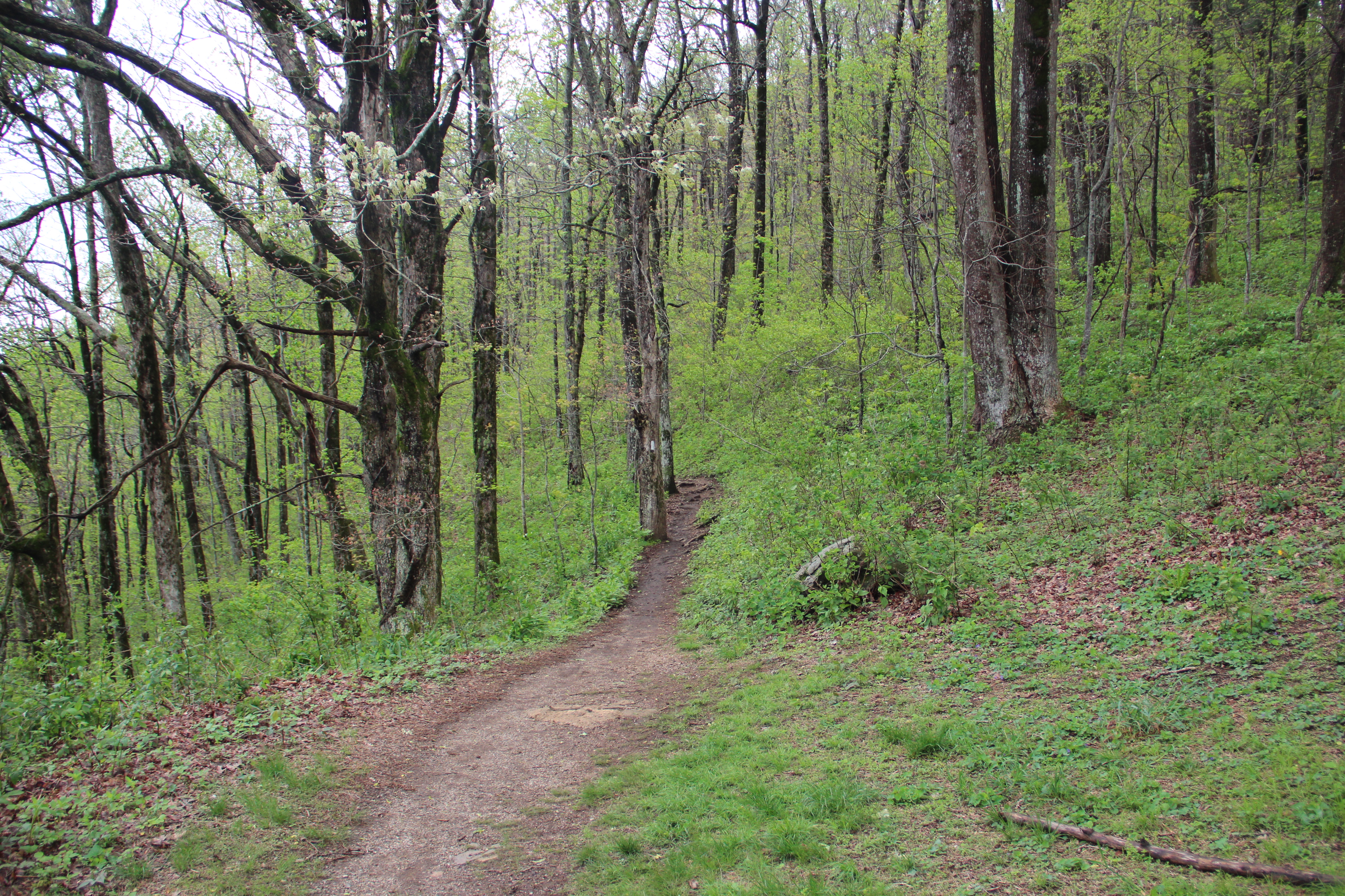 Woodland path through green Appalachian scenery.