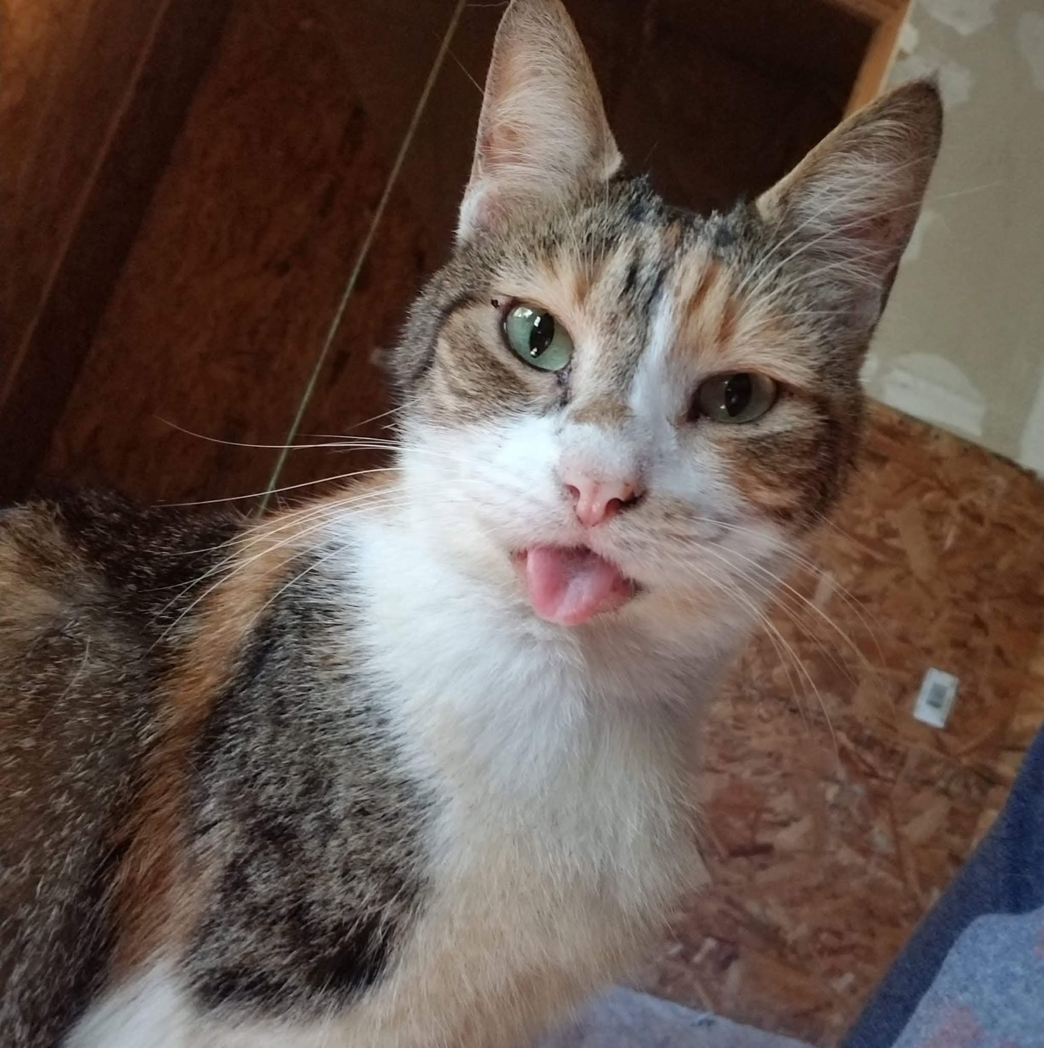 Cat at Animals Yes