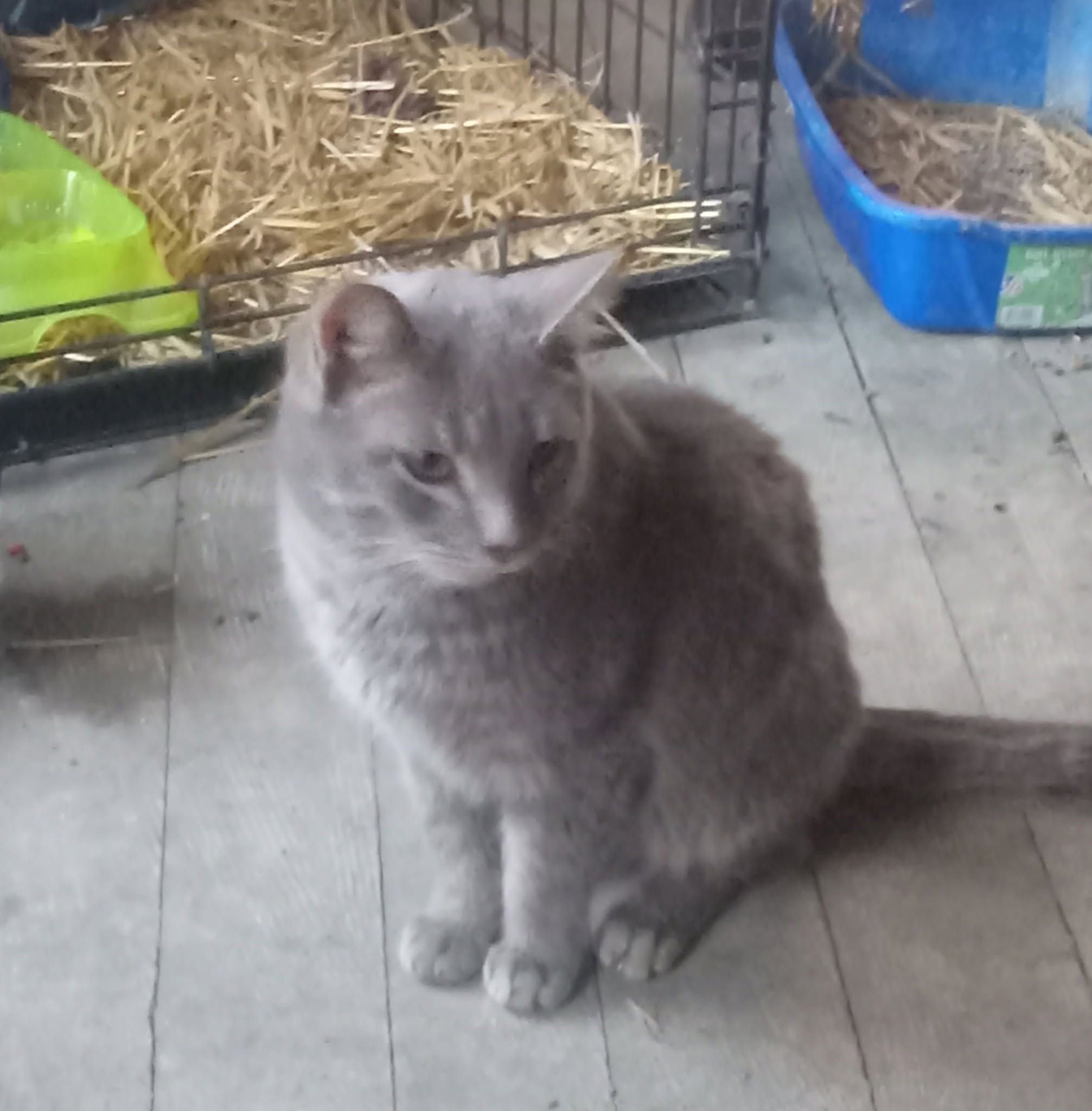 Cat at Animals Yes