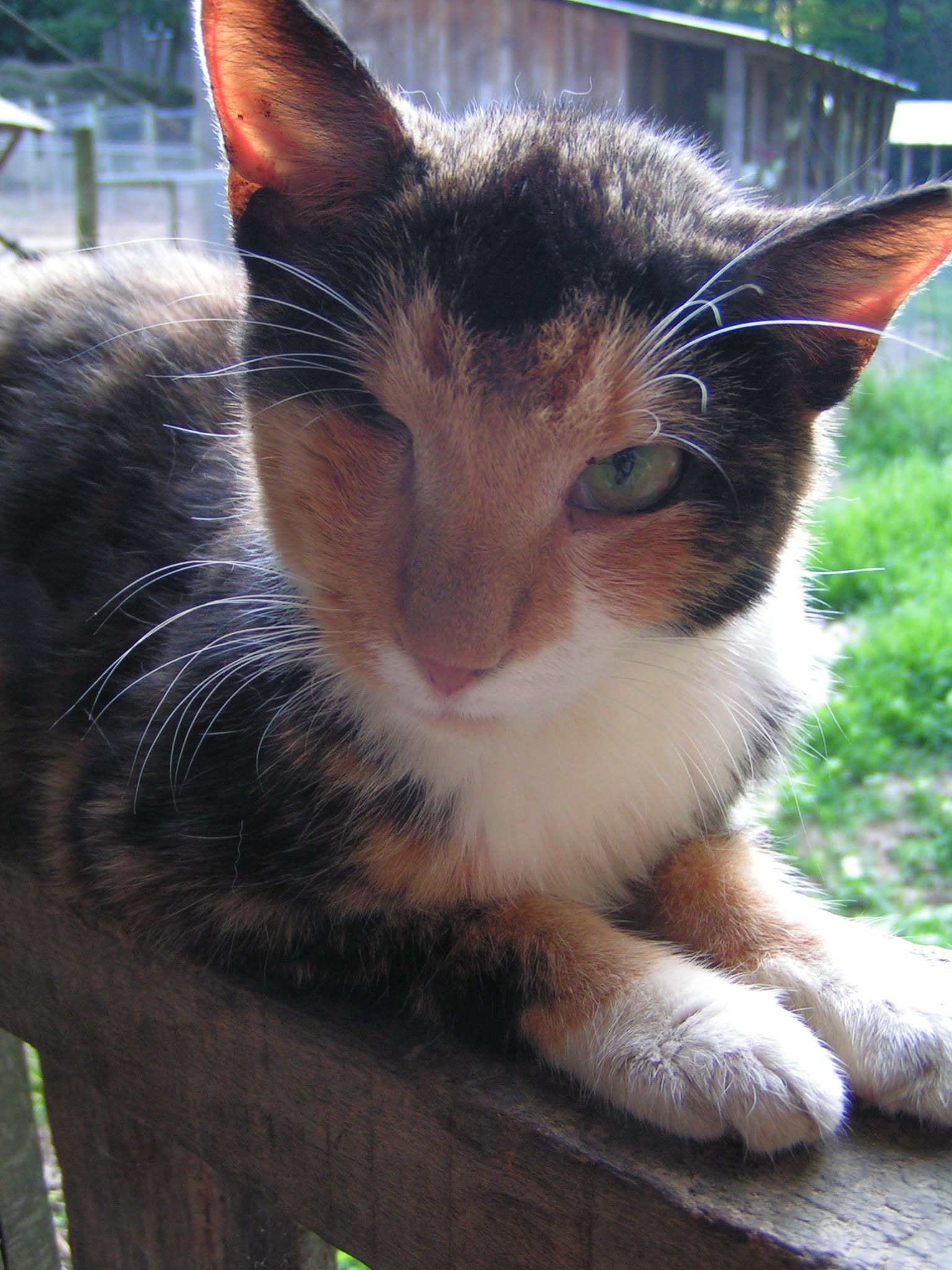 Cat at Animals Yes