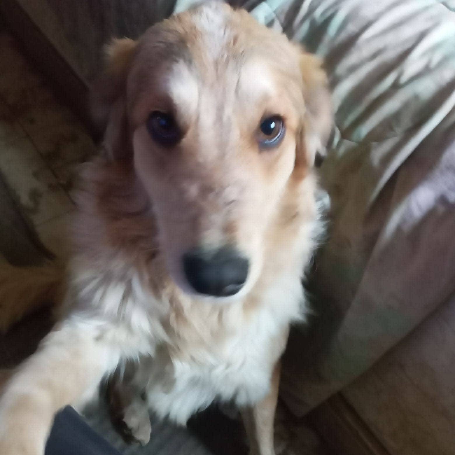 Dog at Animals Yes