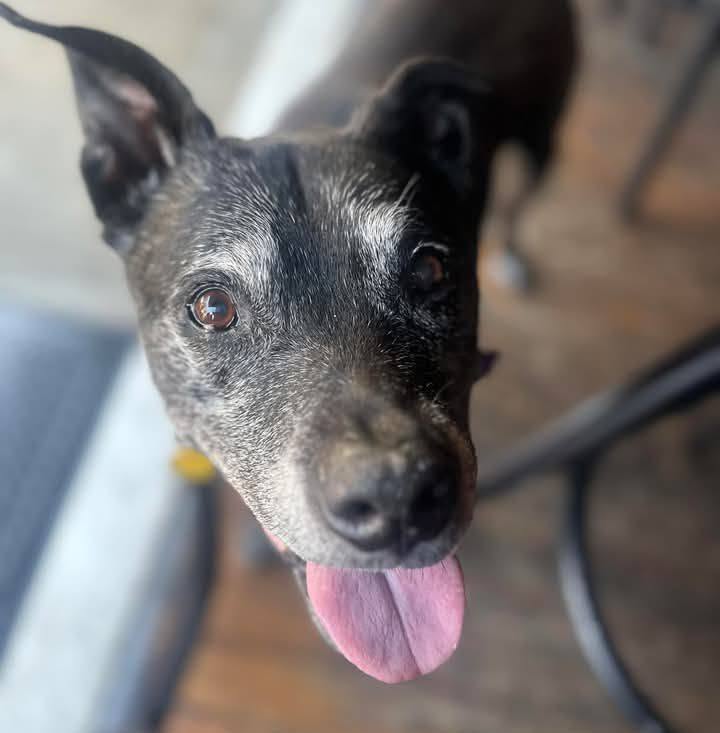 Dog at Animals Yes