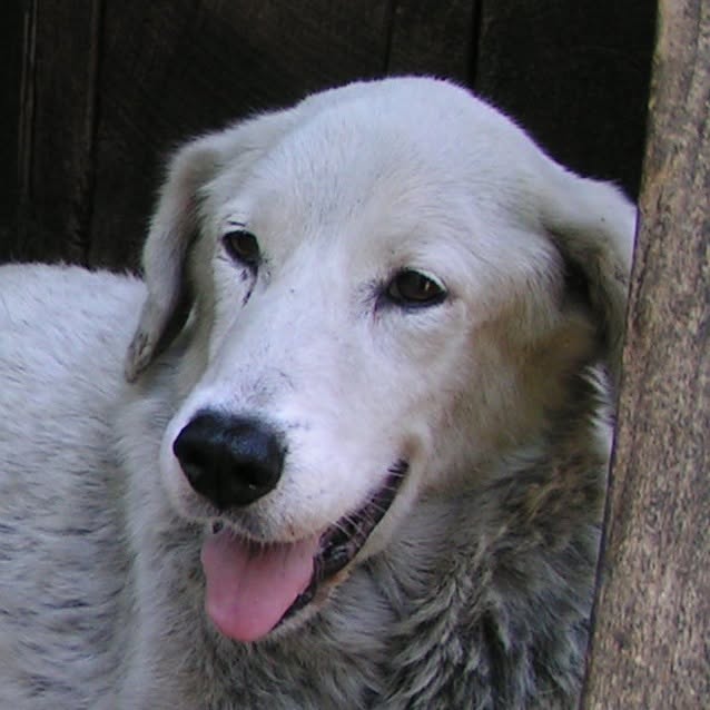 Dog at Animals Yes