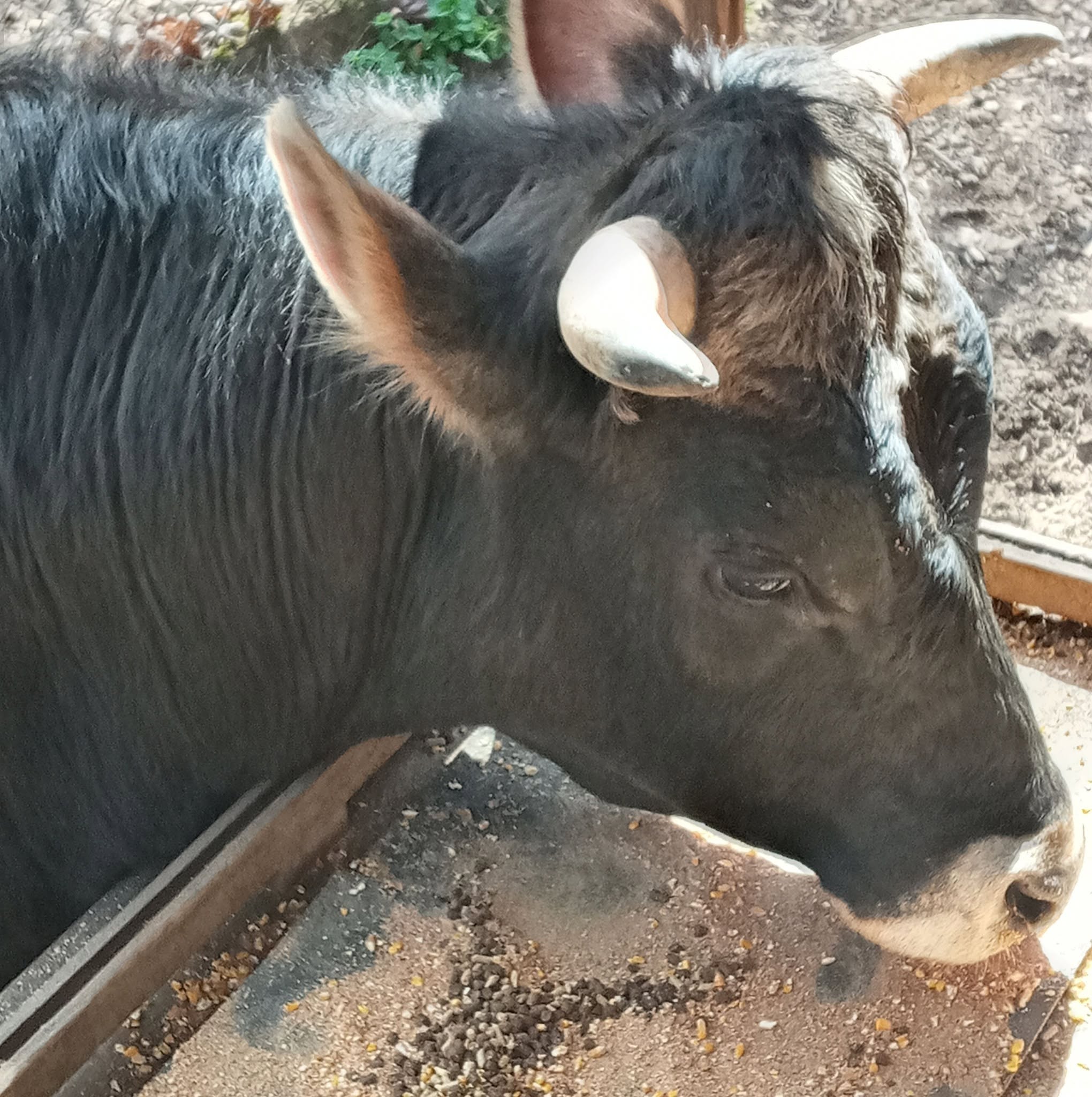 Bovine at Animals Yes