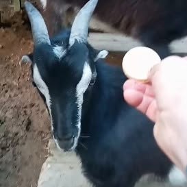 Goat at Animals Yes