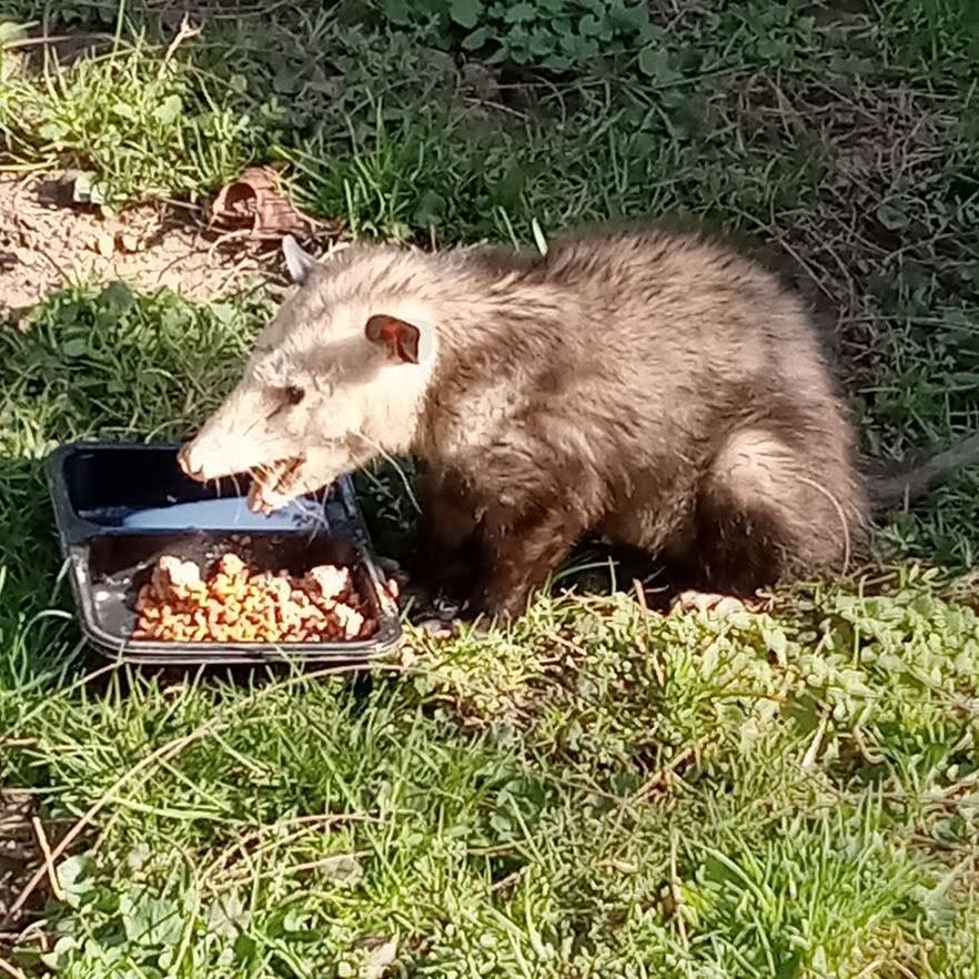 Opossum at Animals Yes