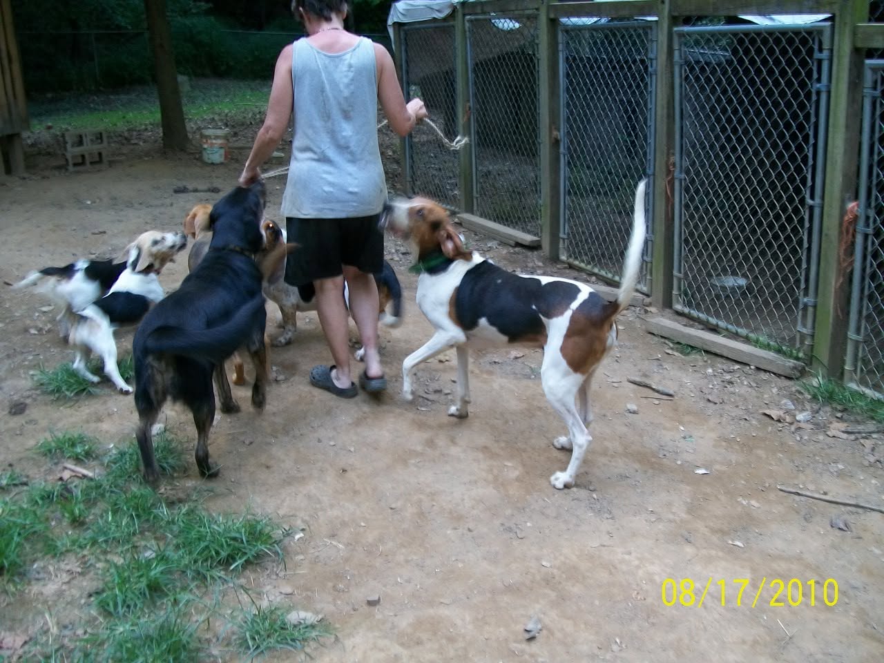 A caregiver stands among dogs beside a fenced sanctuary area.