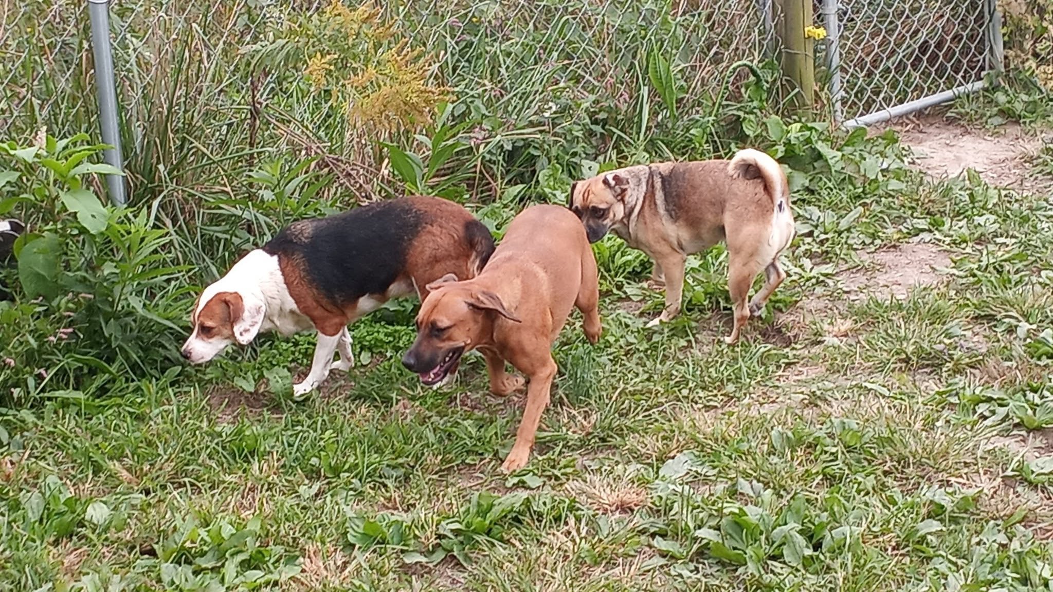 Dogs explore a grassy sanctuary area.