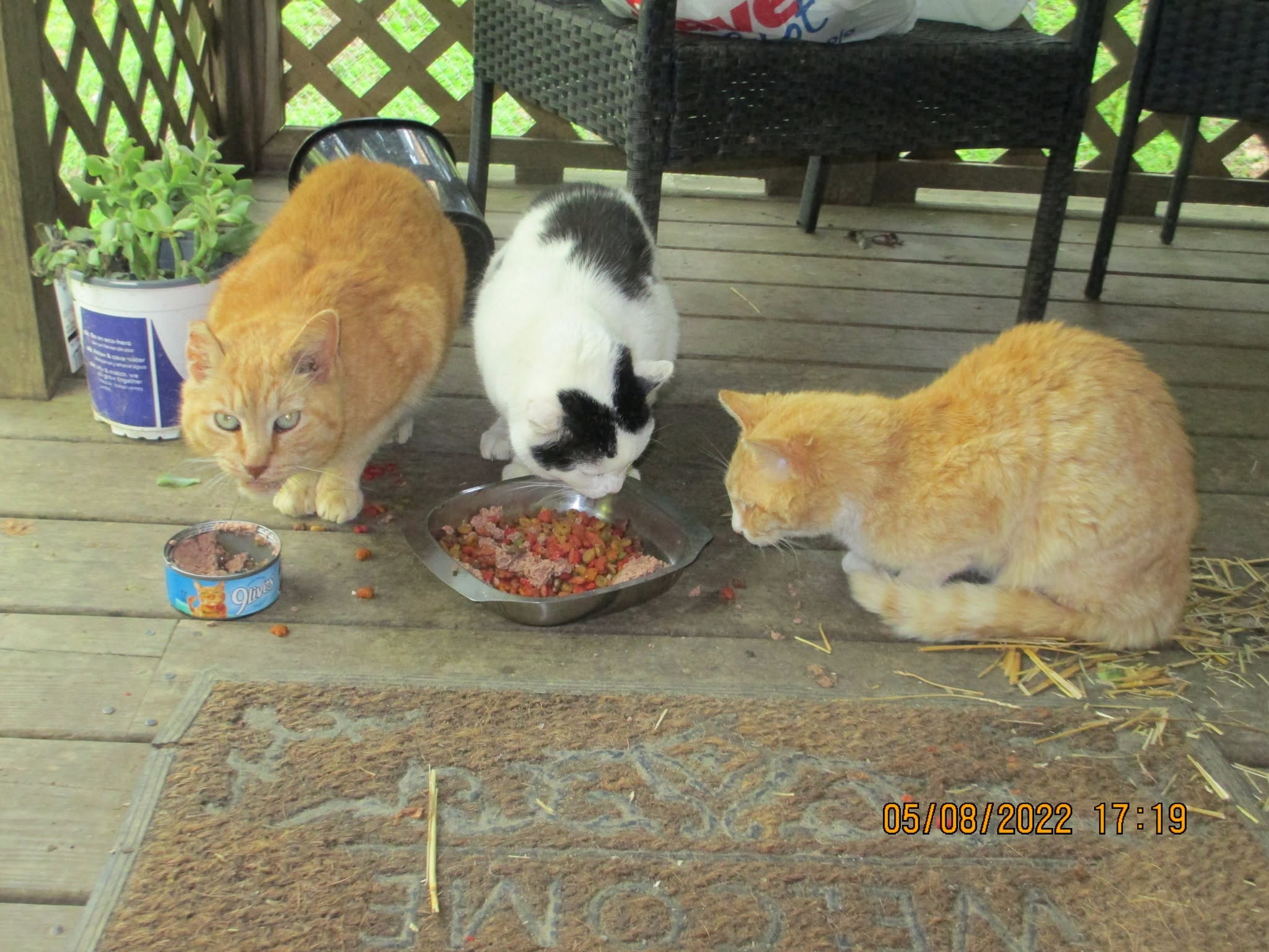 Three sanctuary cats eating together on a covered porch.