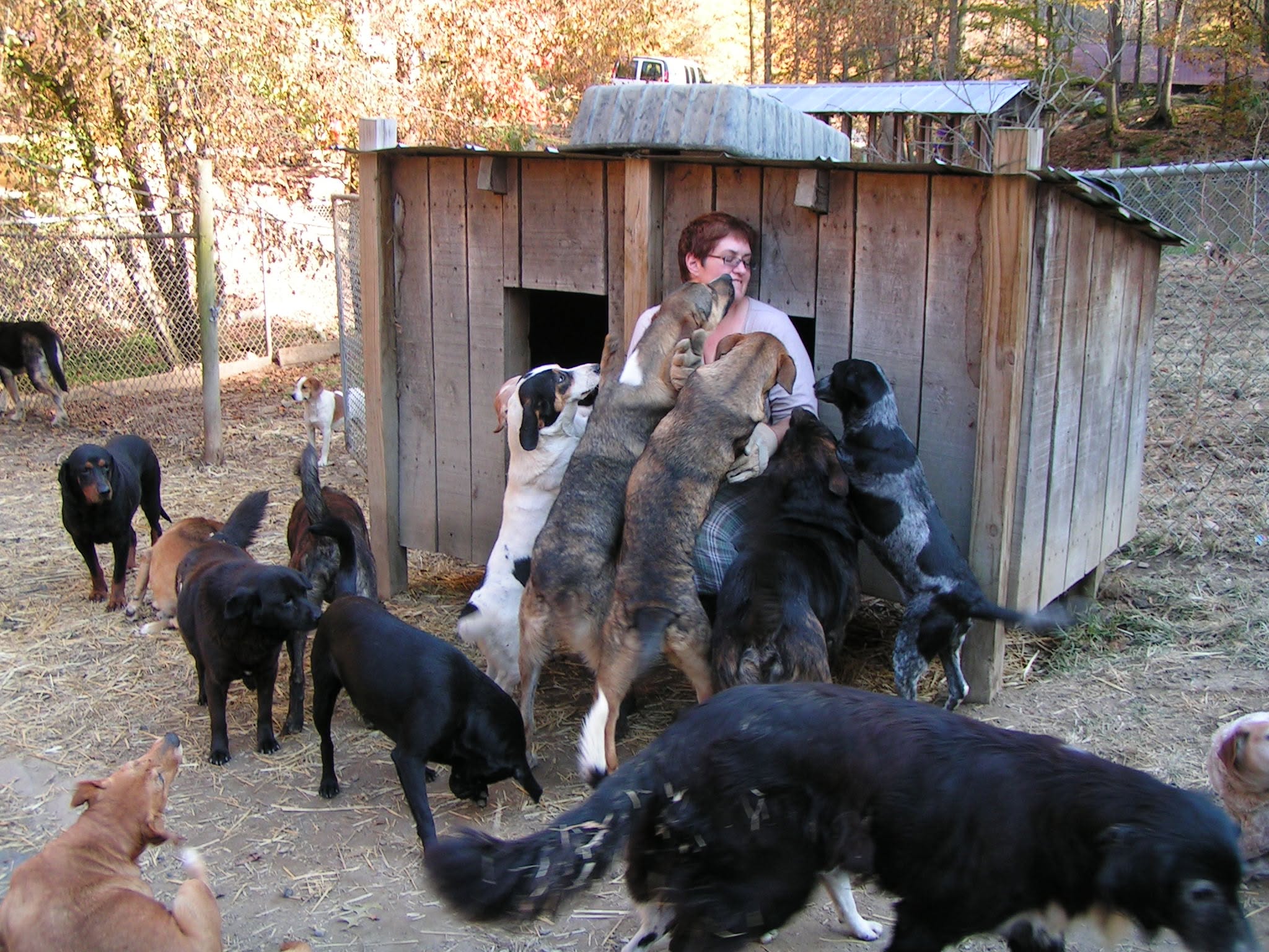 A person surrounded by dogs beside a wooden shed